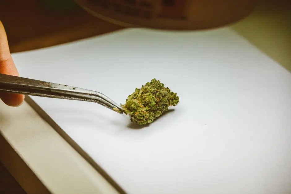 What Should I Know Before Trying THCa Flower for the First Time?