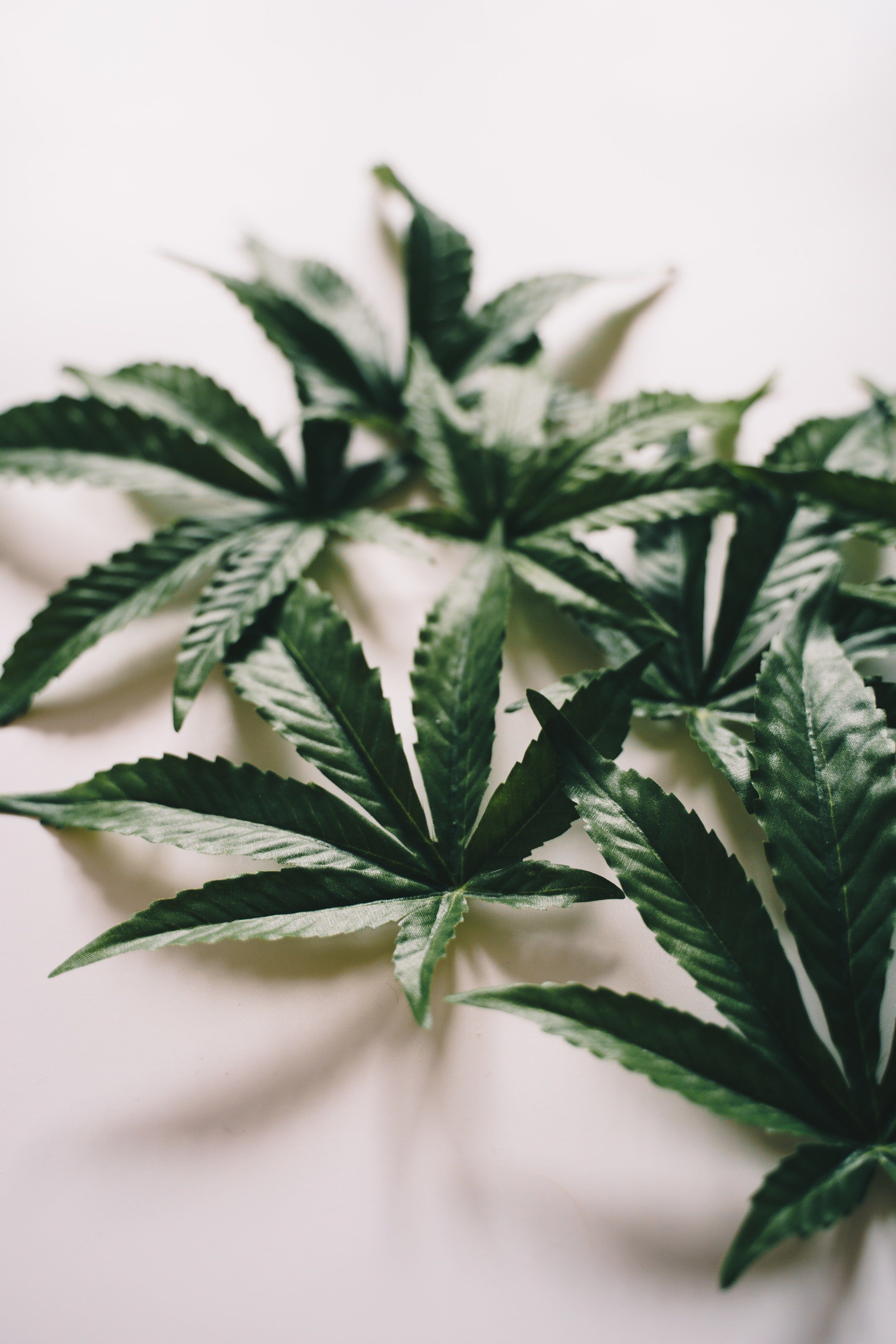 A Guide to Enjoying Exotic THCa Flower Safely