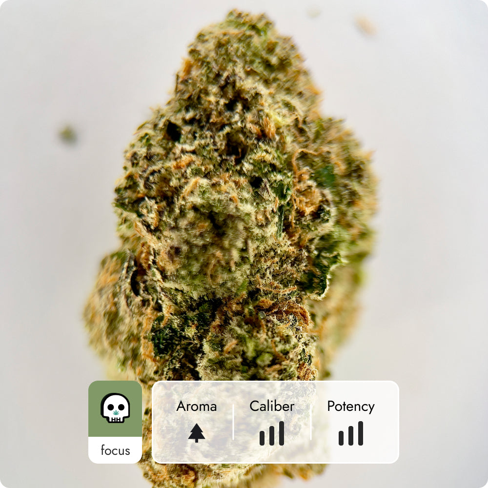 'Afghani' Reserve THCA Flower - Hybrid | 'Focus'