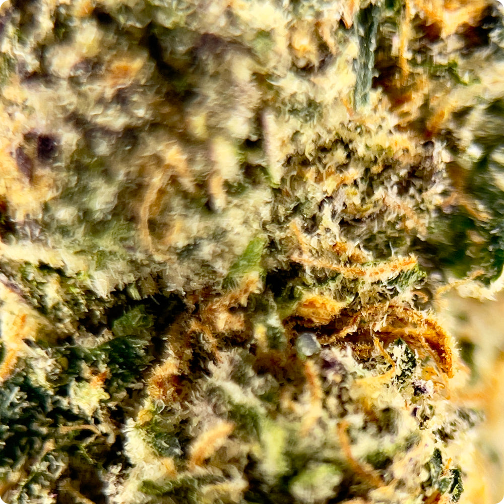 'Afghani' Reserve THCA Flower - Hybrid | 'Focus'