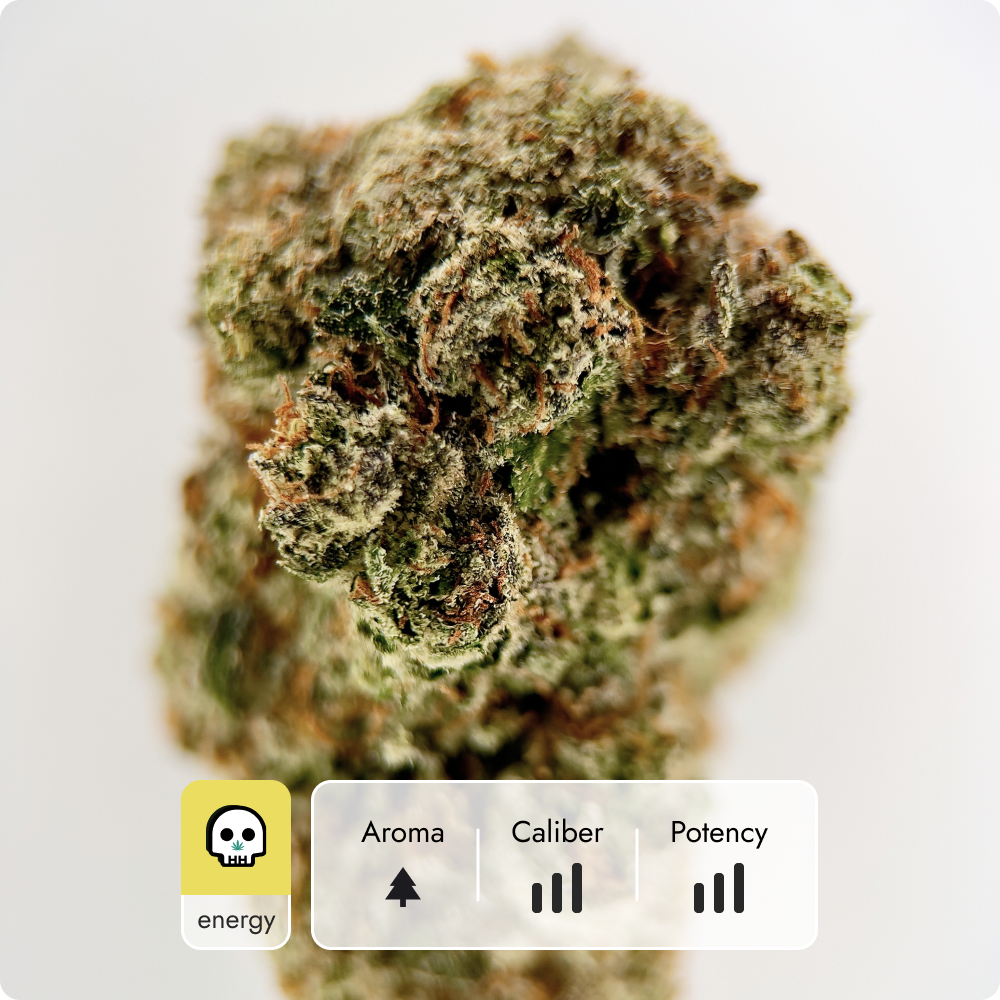 'Alaskan Thunderfuck' Reserve THCA Flower - Hybrid | 'Energize'
