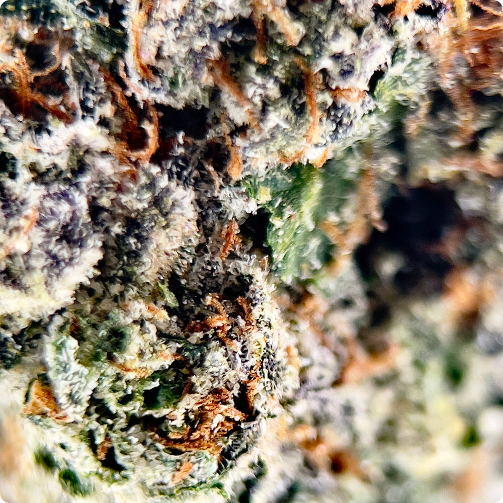 'Alaskan Thunderfuck' Reserve THCA Flower - Hybrid | 'Energize'