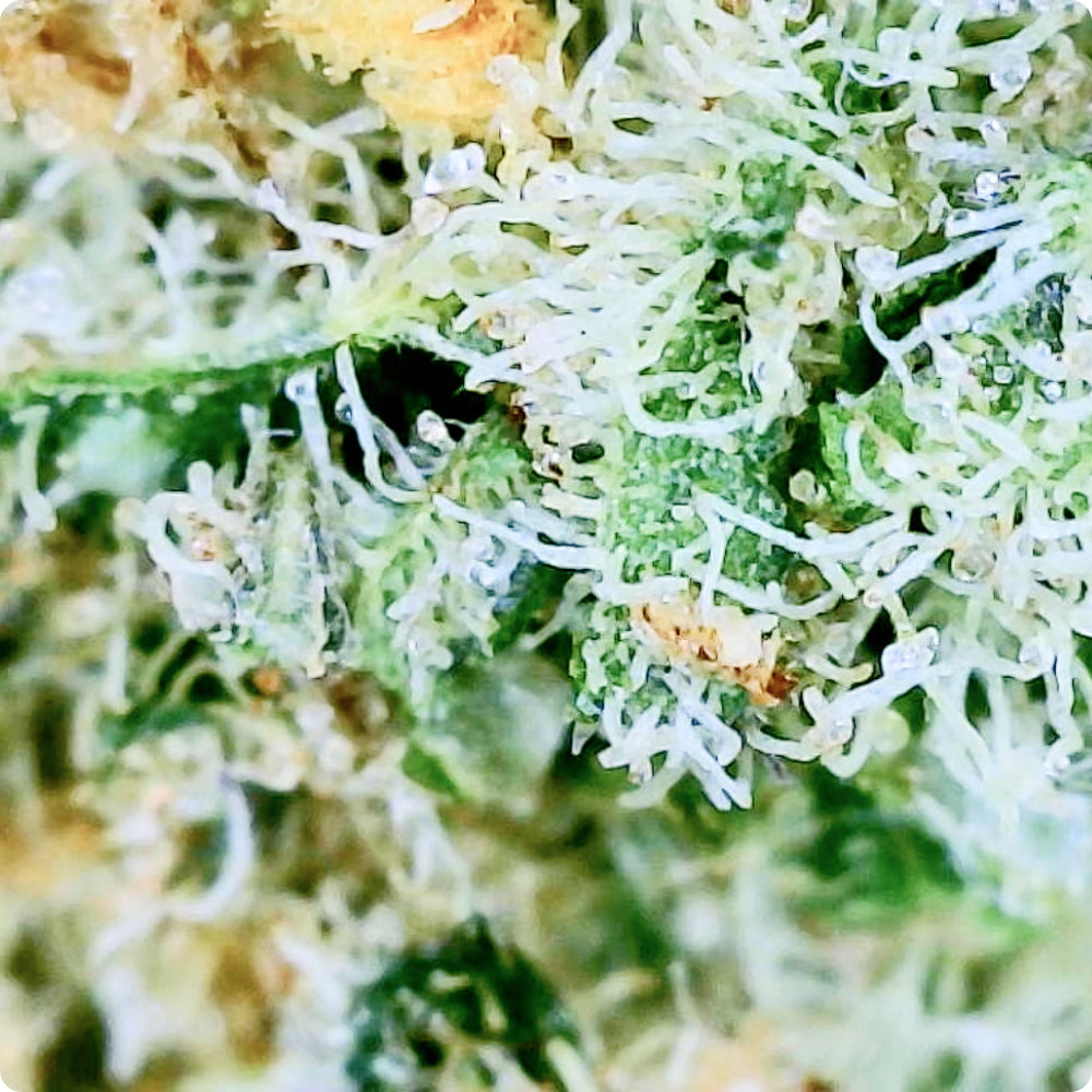 'Black Maple' Reserve THCA Flower - Hybrid | 'Relax'