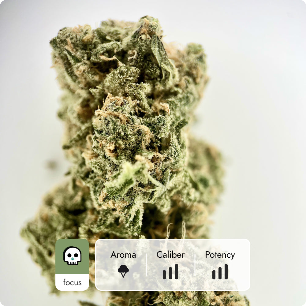 'Blue Dream' Reserve THCA Flower - Hybrid | 'Focus'