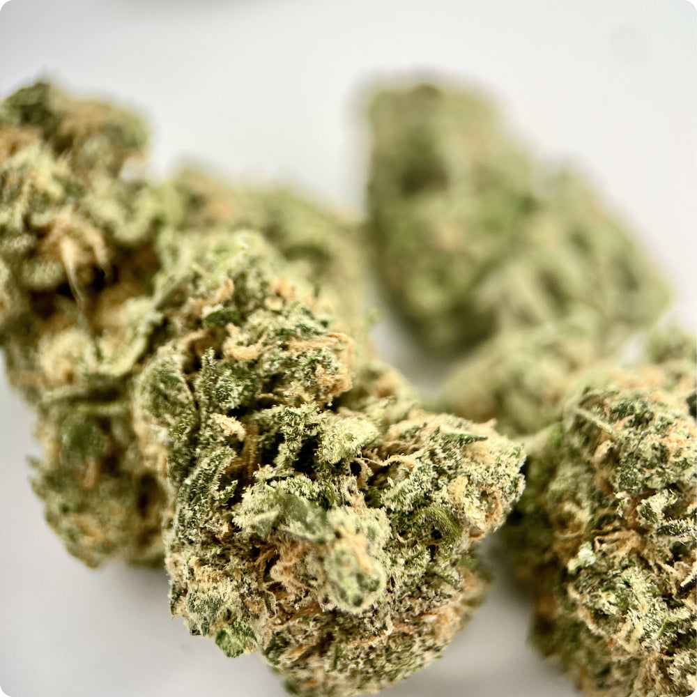 'Blue Dream' Reserve THCA Flower - Hybrid | 'Focus'