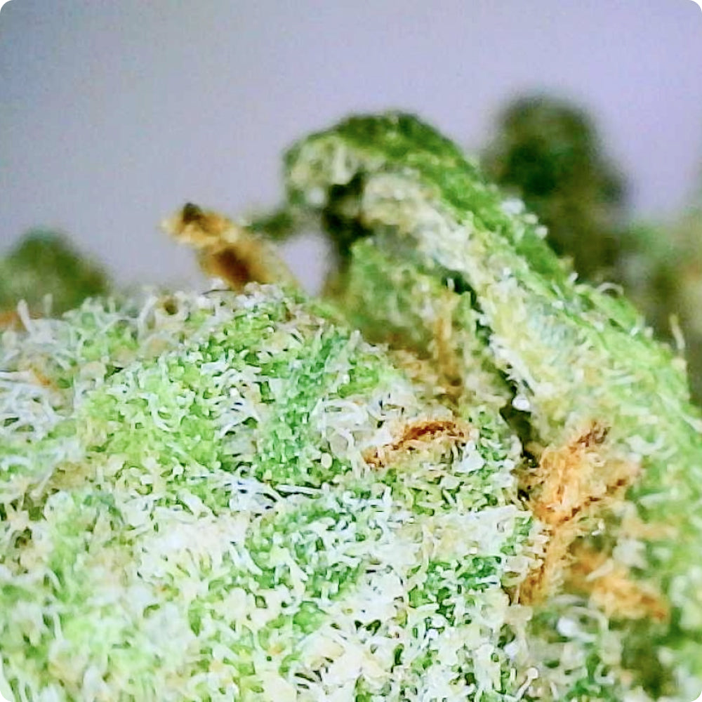 'Blue Dream' Reserve THCA Flower - Hybrid | 'Focus'