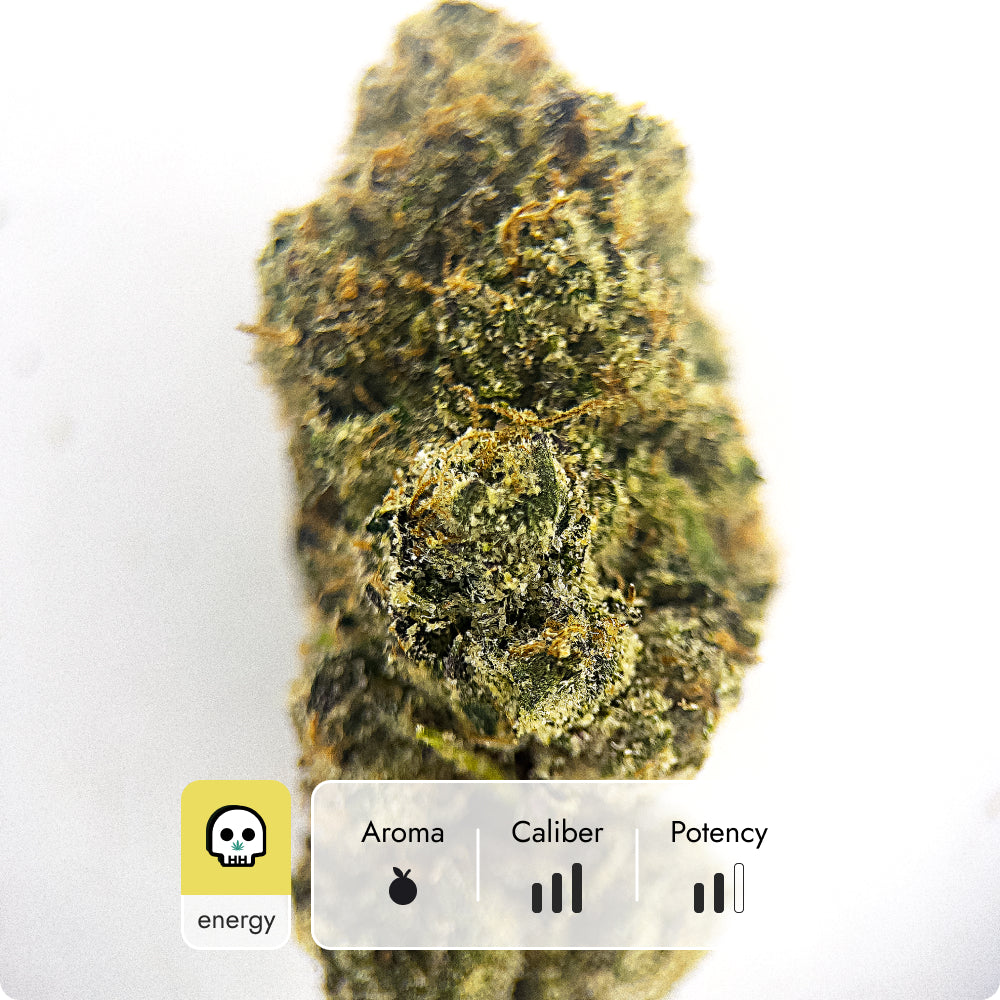 'Candyland' Reserve THCA Flower - Hybrid | 'Energize'