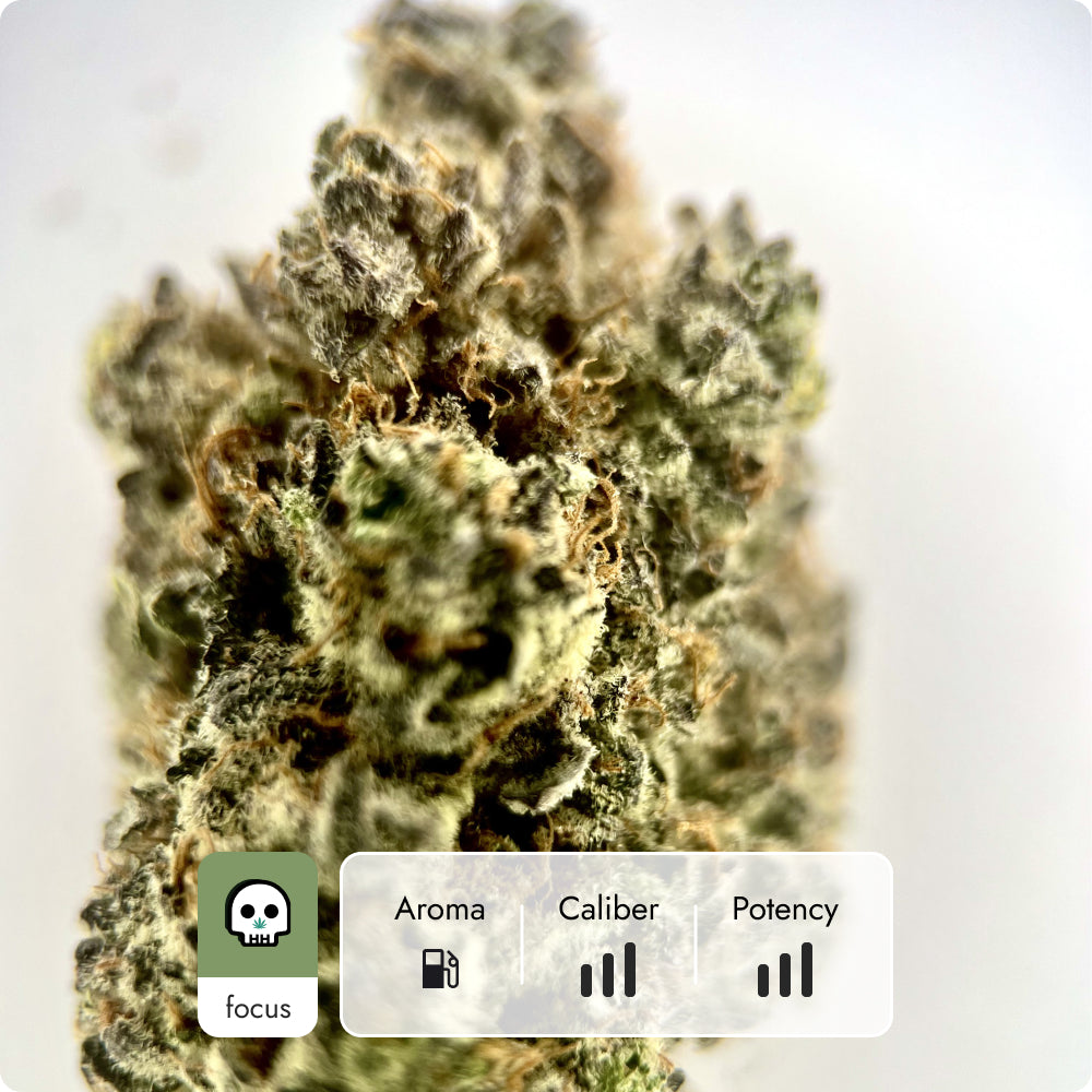 'Dante's Inferno' Reserve THCA Flower - Hybrid | 'Focus'