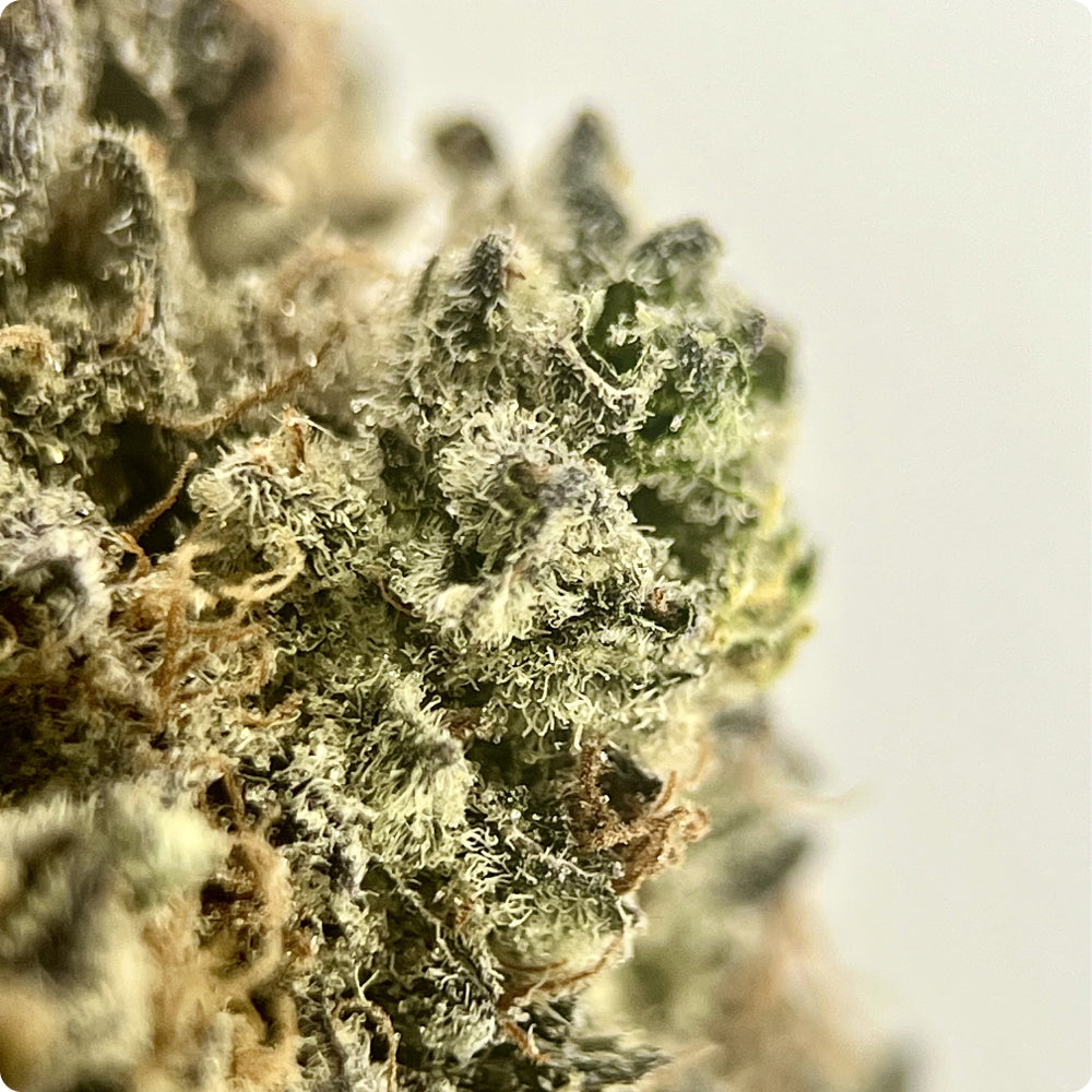 'Dante's Inferno' Reserve THCA Flower - Hybrid | 'Focus'