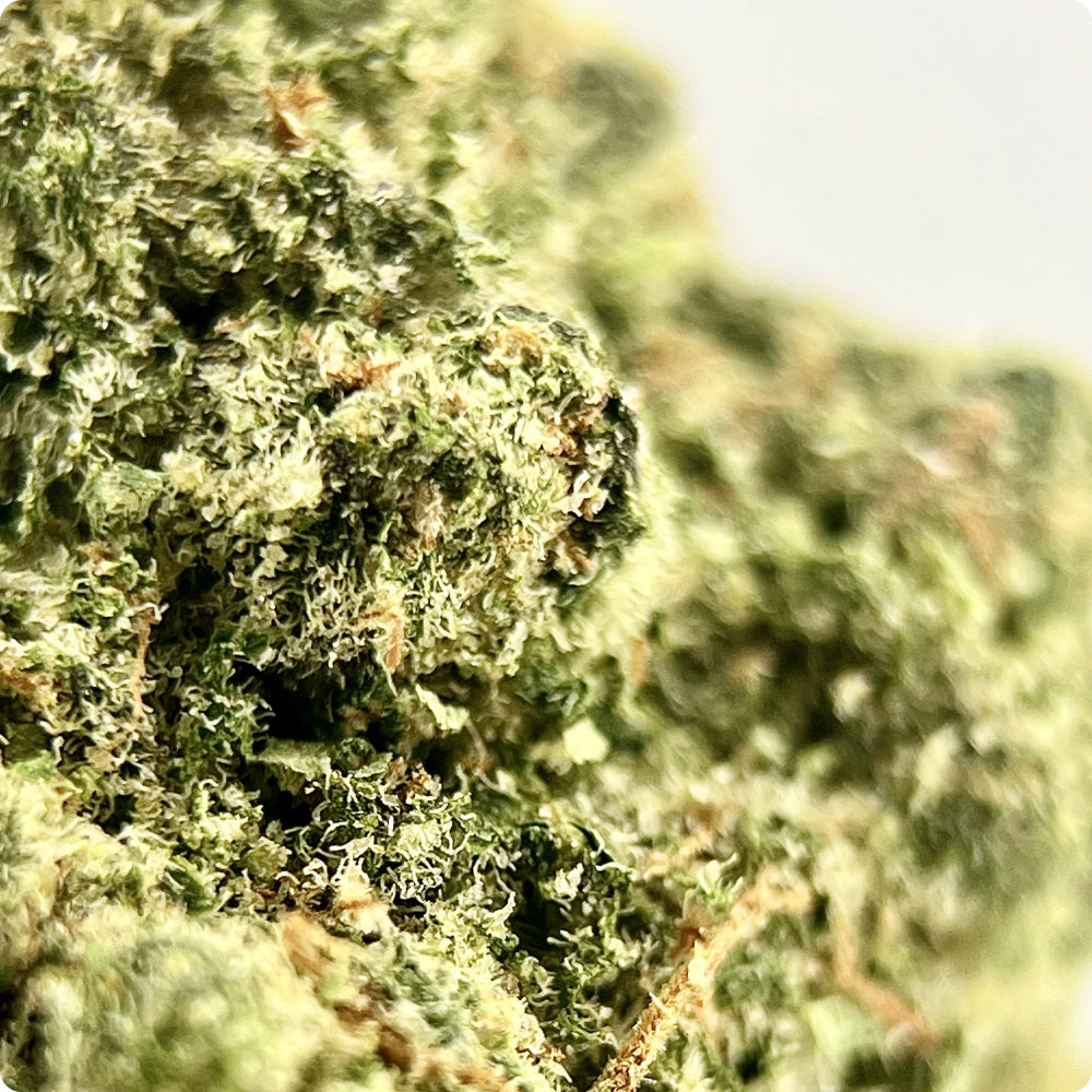 'Donny Burger' Classic THCA Flower - Hybrid | 'Relax'