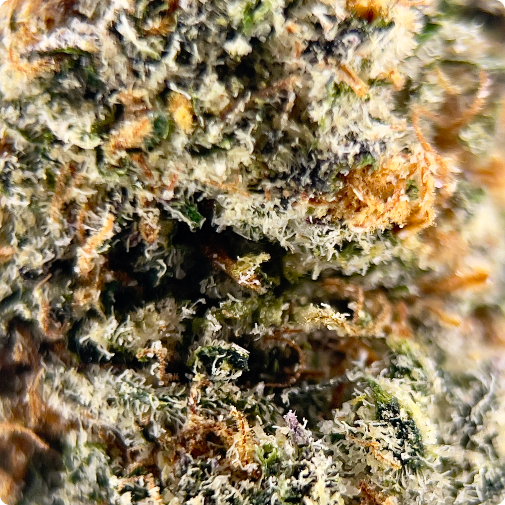 'Electric Koolaid' Reserve THCA Flower - Hybrid | 'Focus'