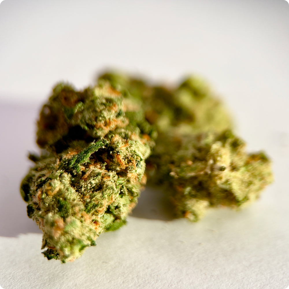 'Jack Herer' Reserve THCA Flower - Hybrid | 'Energize'