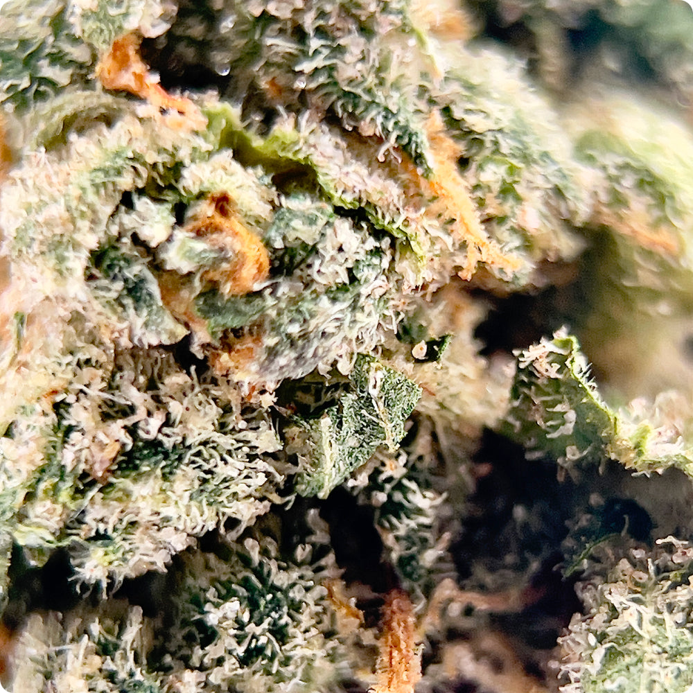 'Jack Herer' Reserve THCA Flower - Hybrid | 'Energize'