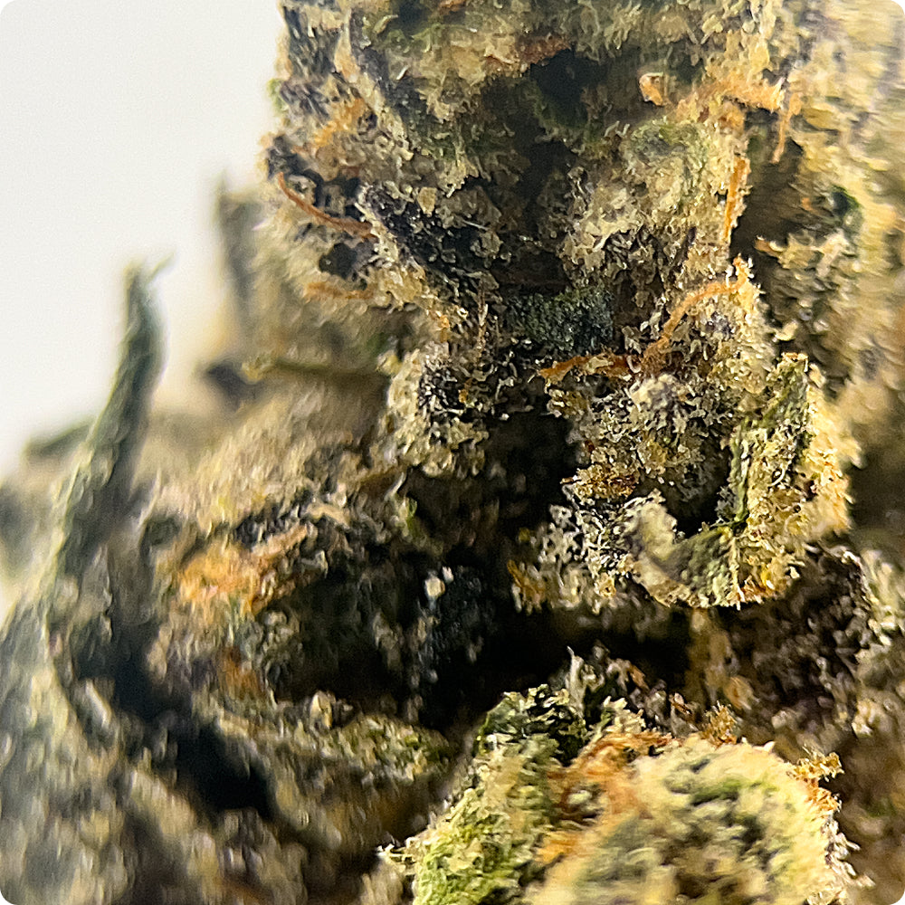 'King Louie' Select THCA Flower - Hybrid | 'Relax'