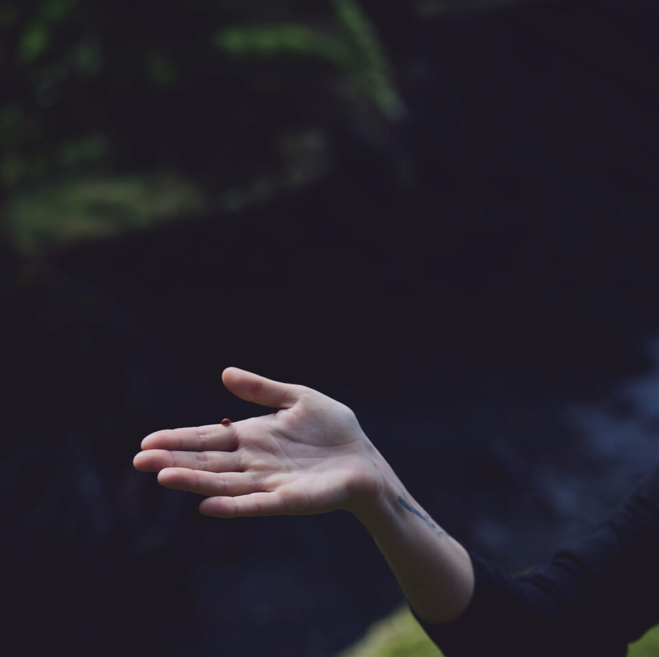 Wyld Marionberry Gummies, 10mg - 'Mellow'