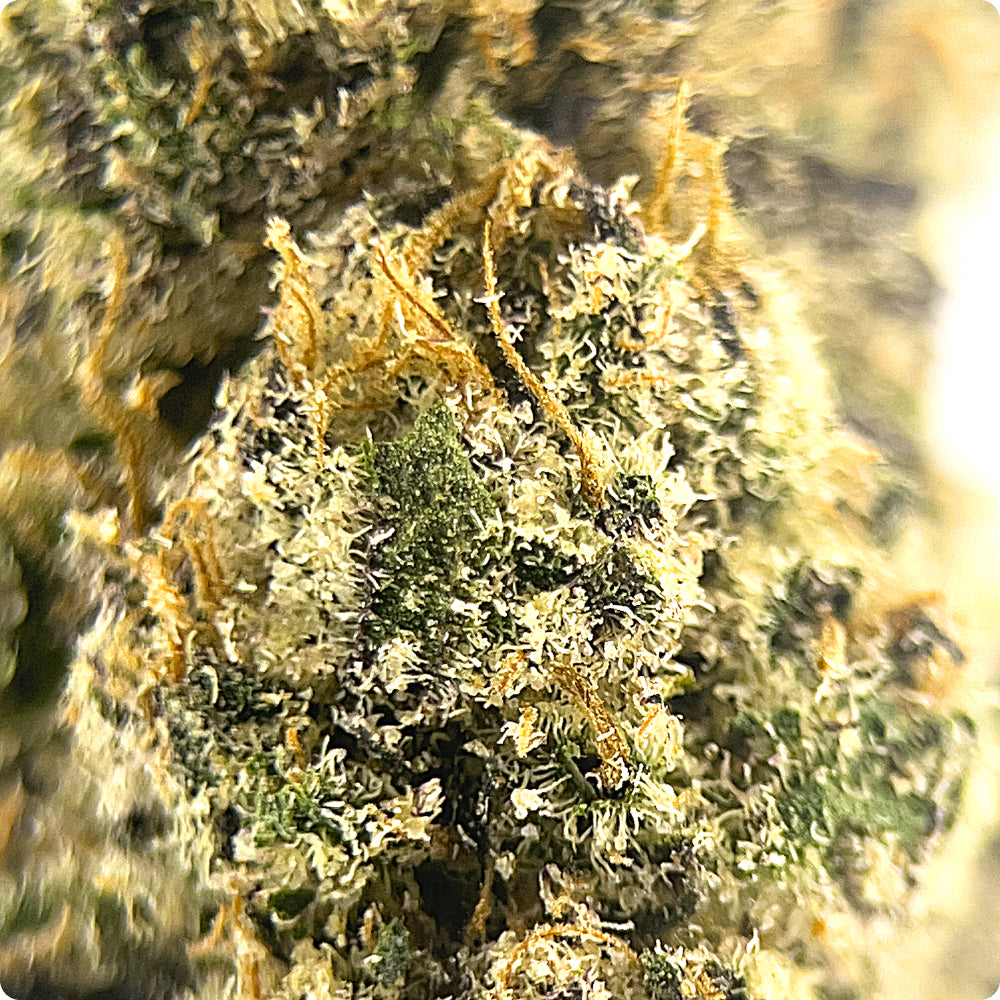 'Nuclear Slurpee' Reserve THCA Flower - Hybrid | 'Focus'