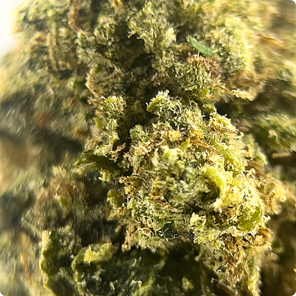 'OG Kush' Classic THCA Flower - Hybrid | 'Focus'
