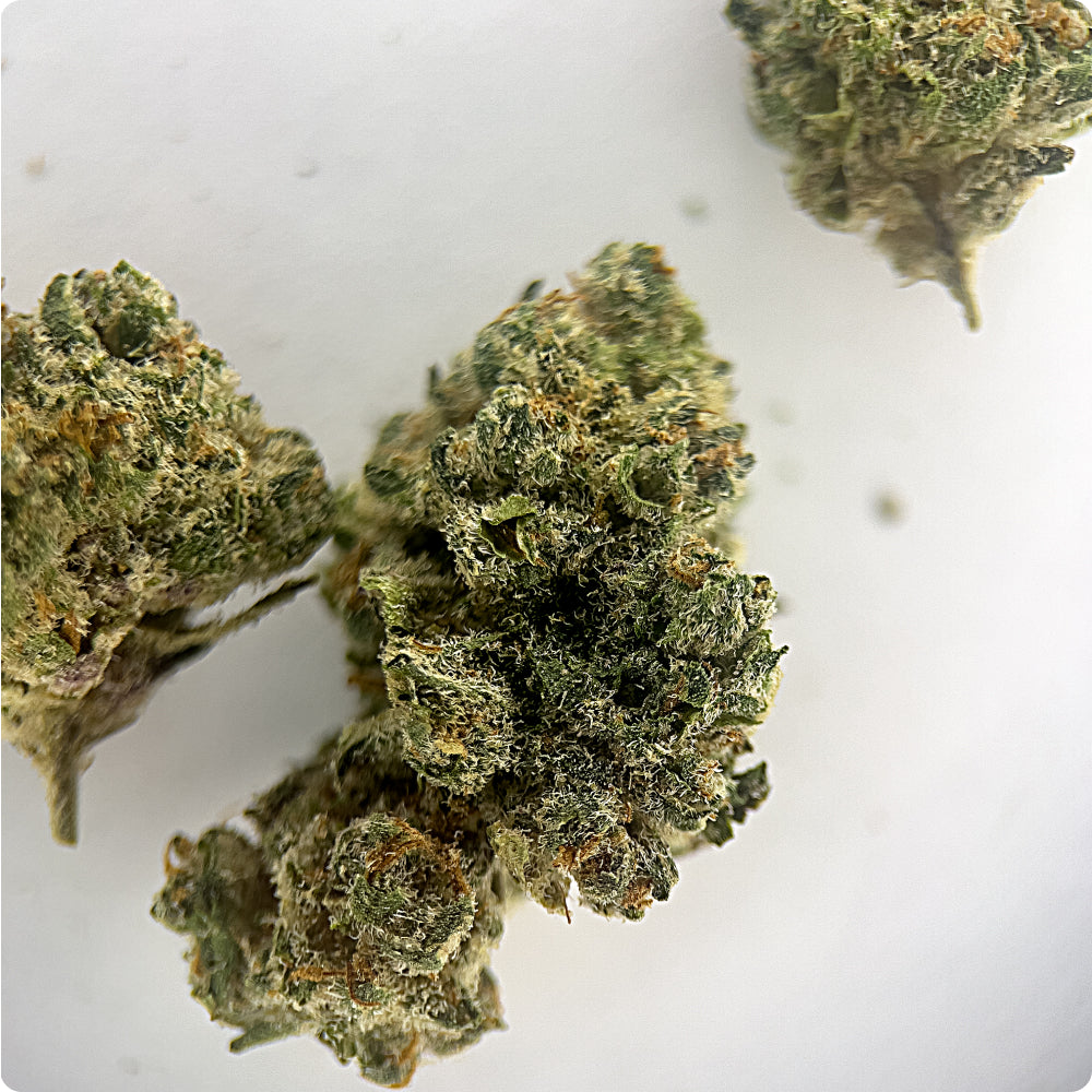 'Pure Michigan' Classic THCA Flower - Hybrid | 'Relax'