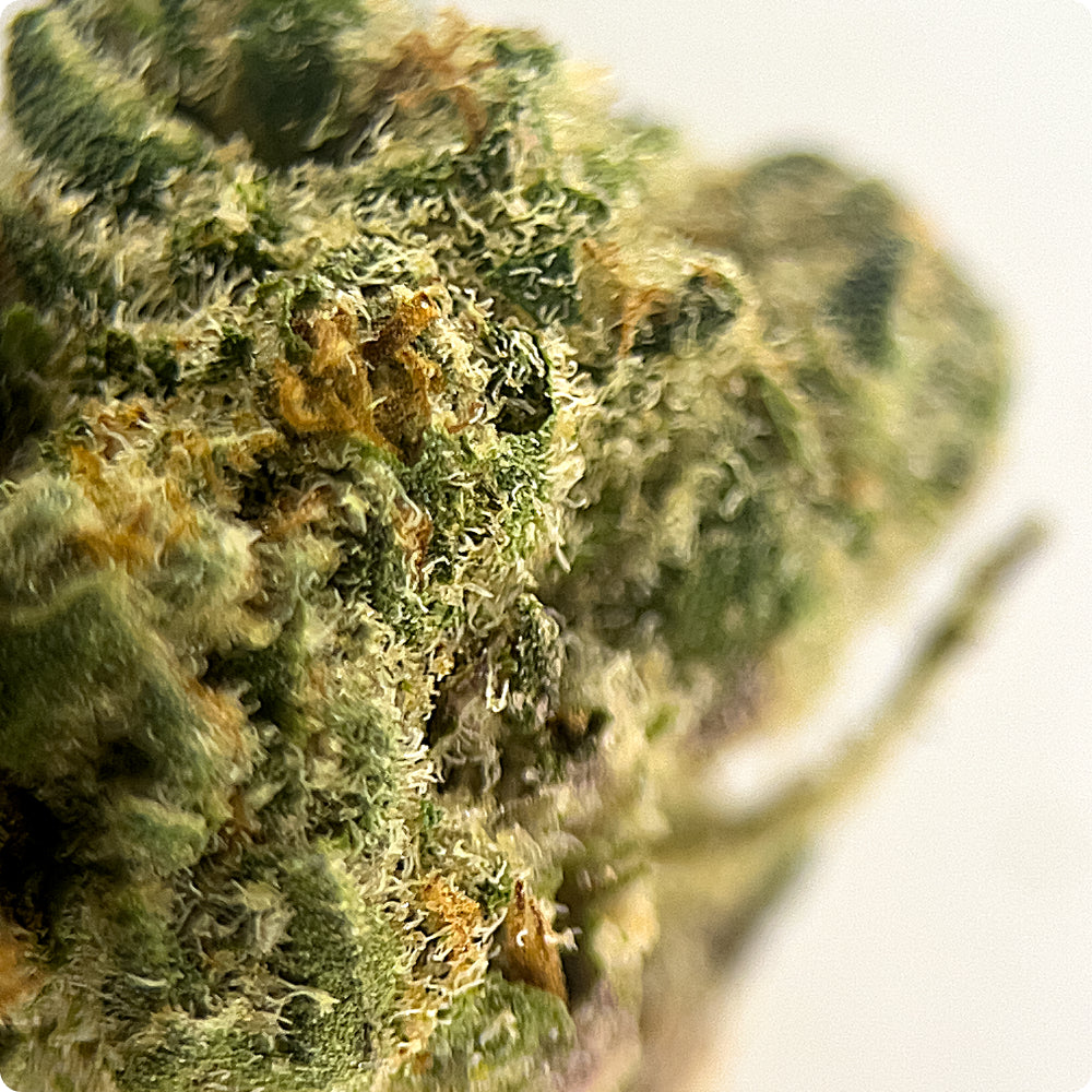 'Pure Michigan' Classic THCA Flower - Hybrid | 'Relax'