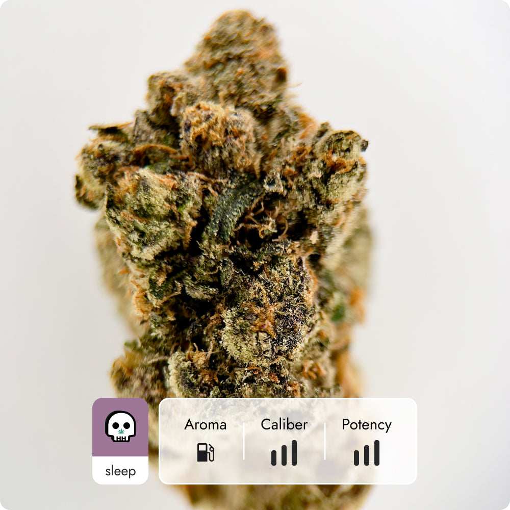 'Stankasaurus' Reserve THCA Flower - Hybrid | 'Sleep'