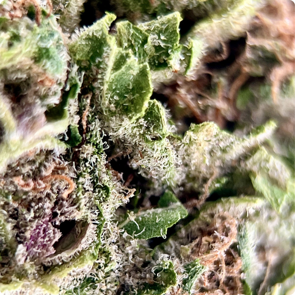 'Super Boof' Classic THCA Flower - Hybrid | 'Relax'