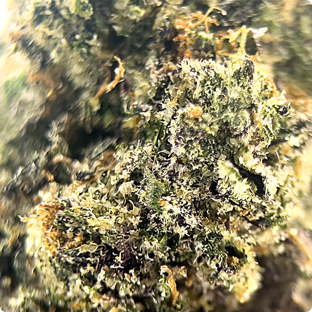 'Super Boof' Reserve THCA Flower - Hybrid | 'Focus'