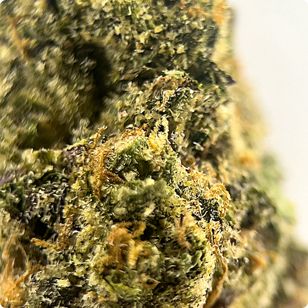 'Super Glue' Classic THCA Flower - Hybrid | 'Energize'