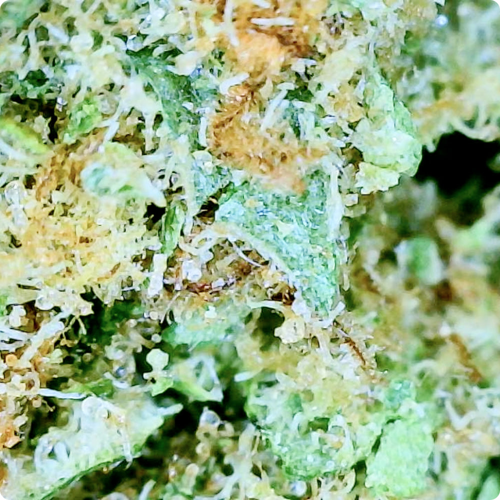 'Super Silver Haze' Reserve THCA Flower - Hybrid | 'Classic'