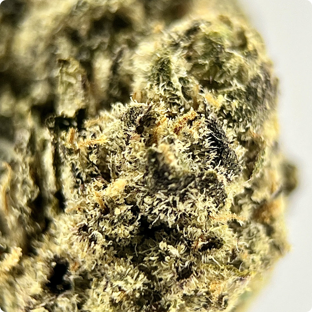 'Thai' Reserve THCA Flower - Sativa | 'Energize'