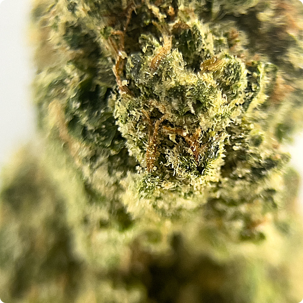 'Zoap' Classic THCA Flower - Hybrid | 'Relax'