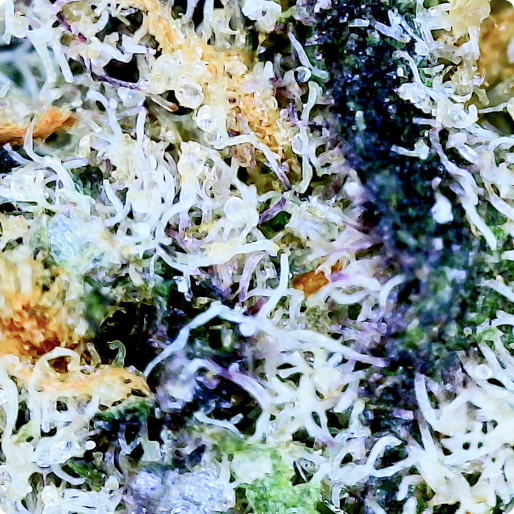 'Chimera' Exotic THCA Flower