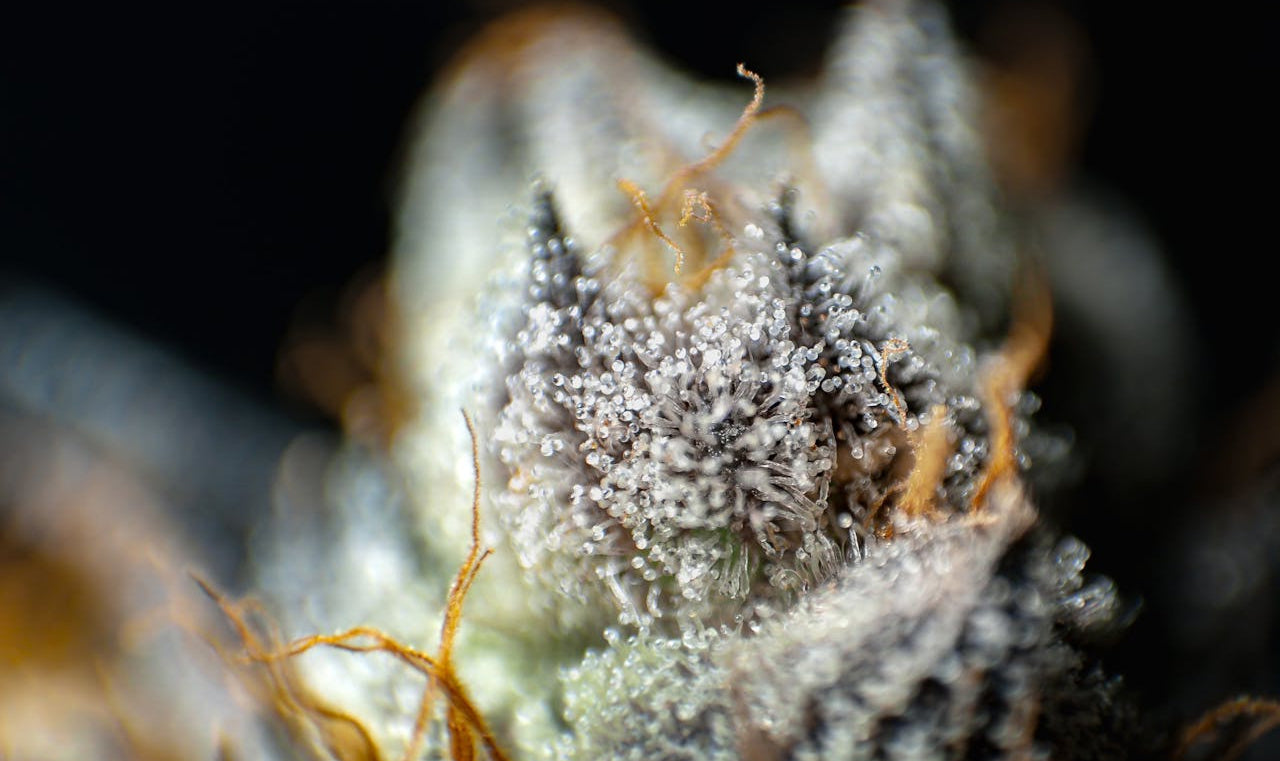 North Carolina Premium THCA Flower