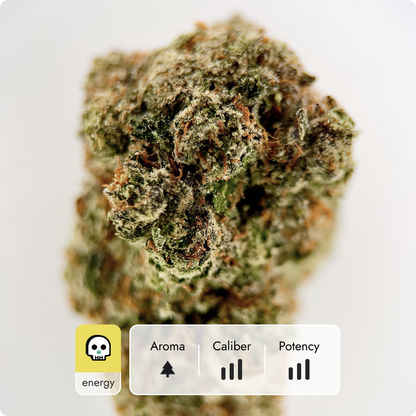 'Alaskan Thunderfuck' Reserve THCA Flower - Hybrid | 'Energize'