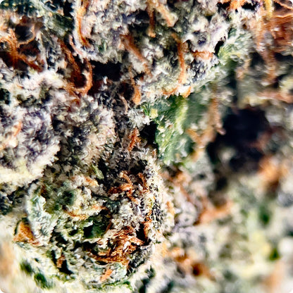 'Alaskan Thunderfuck' Reserve THCA Flower - Hybrid | 'Energize'
