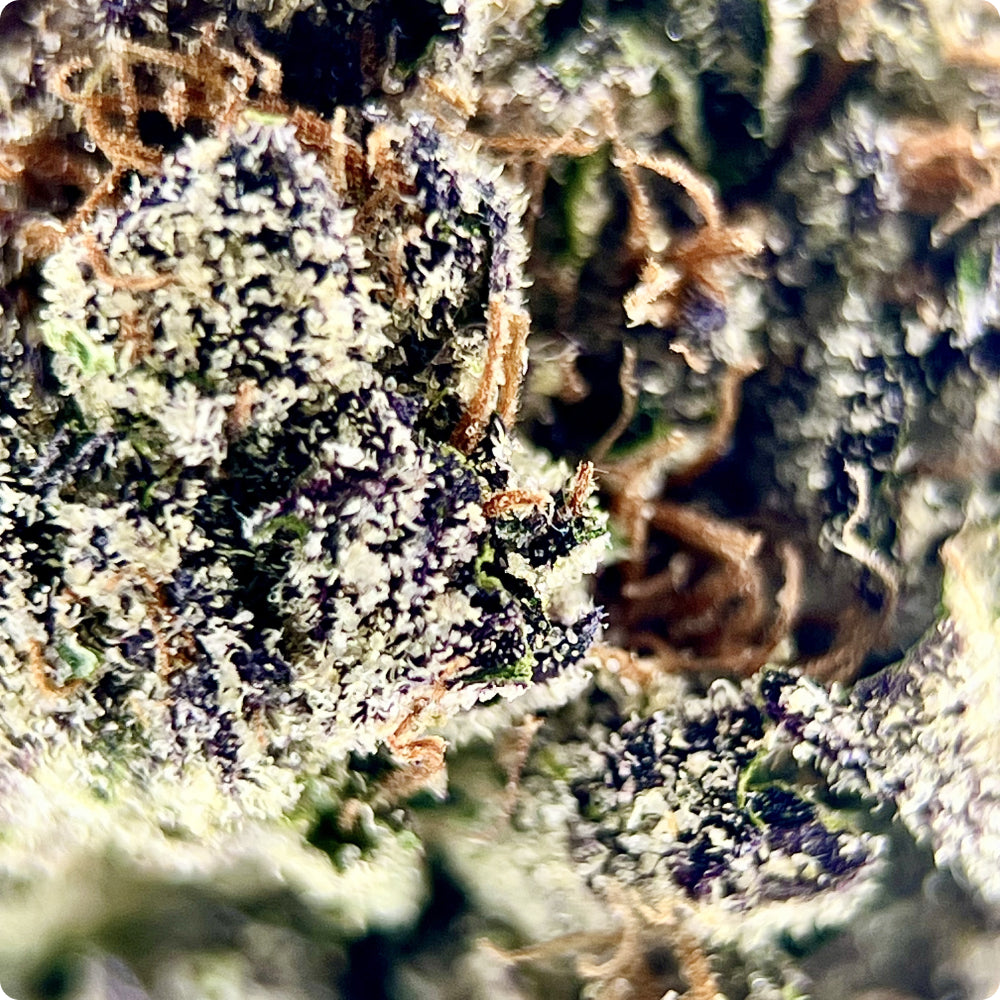 'Black Amber' Select THCA Flower