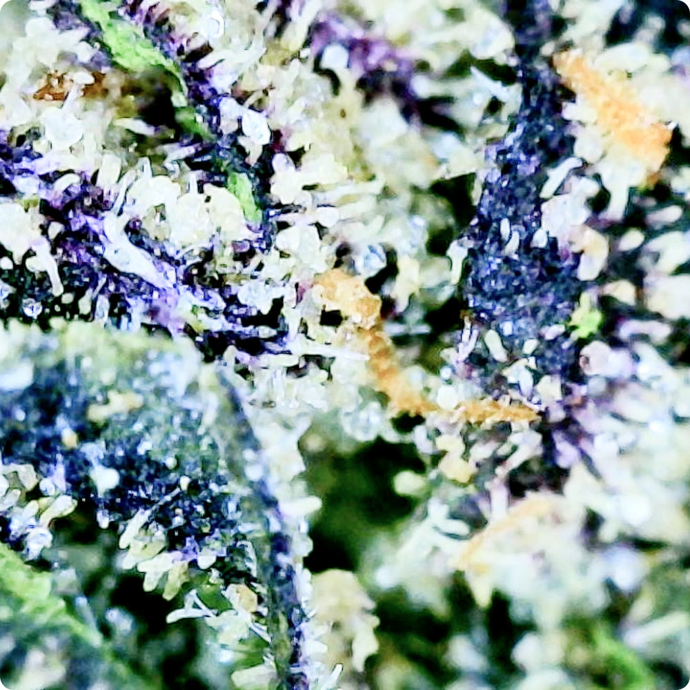 'Black Amber' Select THCA Flower