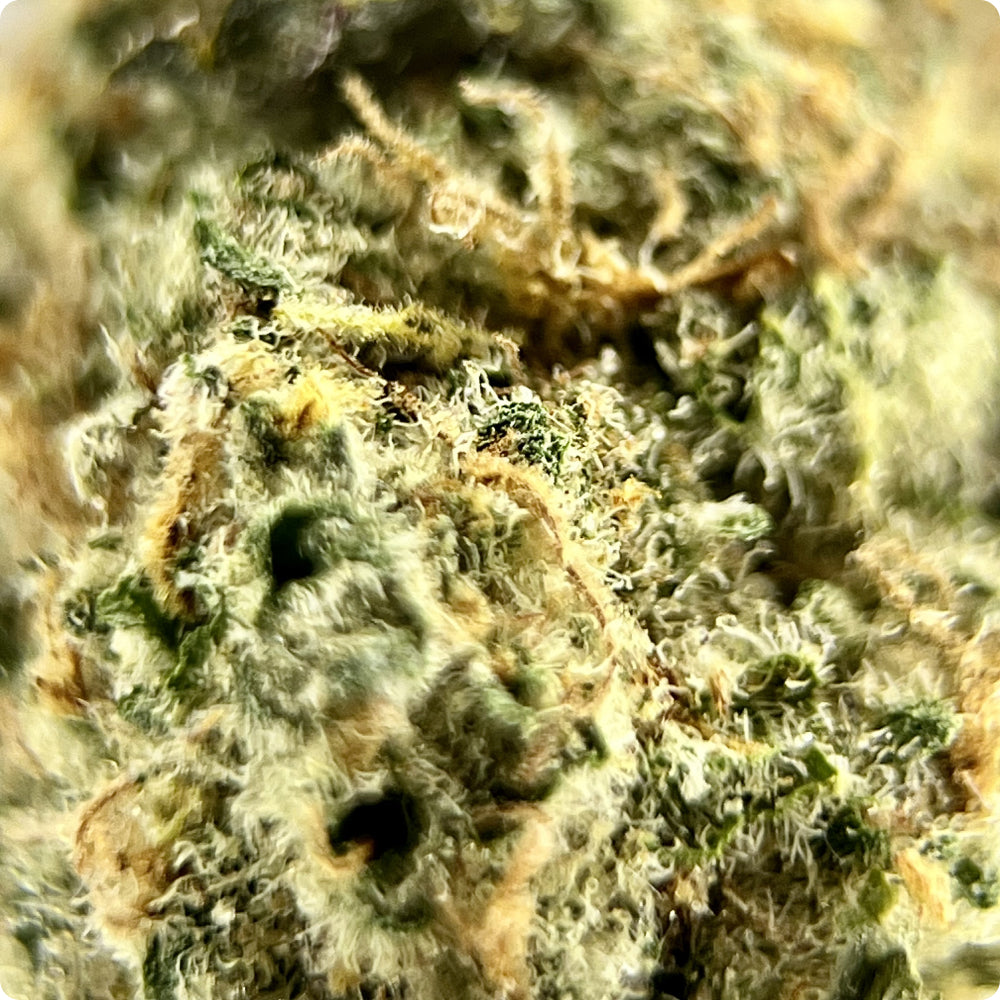 'Black Maple' Reserve THCA Flower - Hybrid | 'Relax'