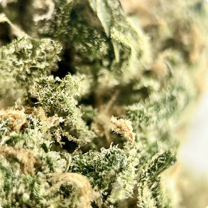 'Blue Dream' Reserve THCA Flower - Hybrid | 'Focus'