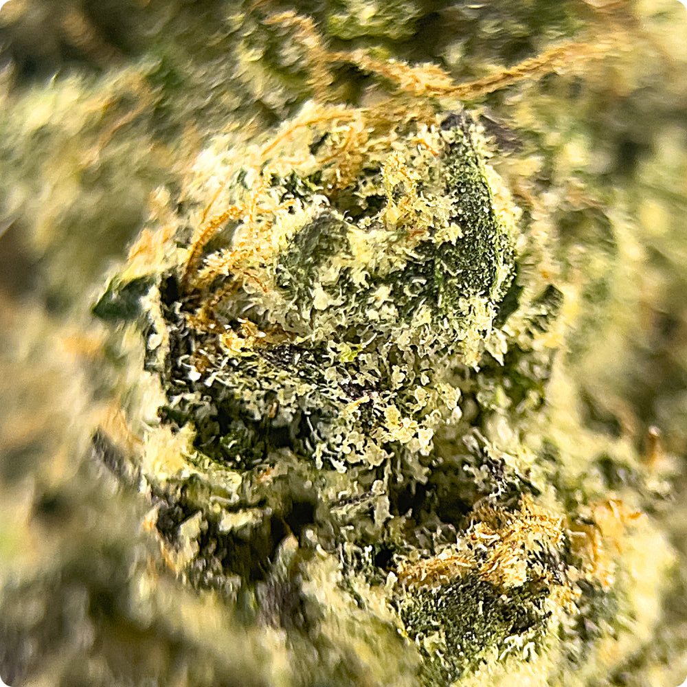 'Candyland' Reserve THCA Flower - Hybrid | 'Energize'
