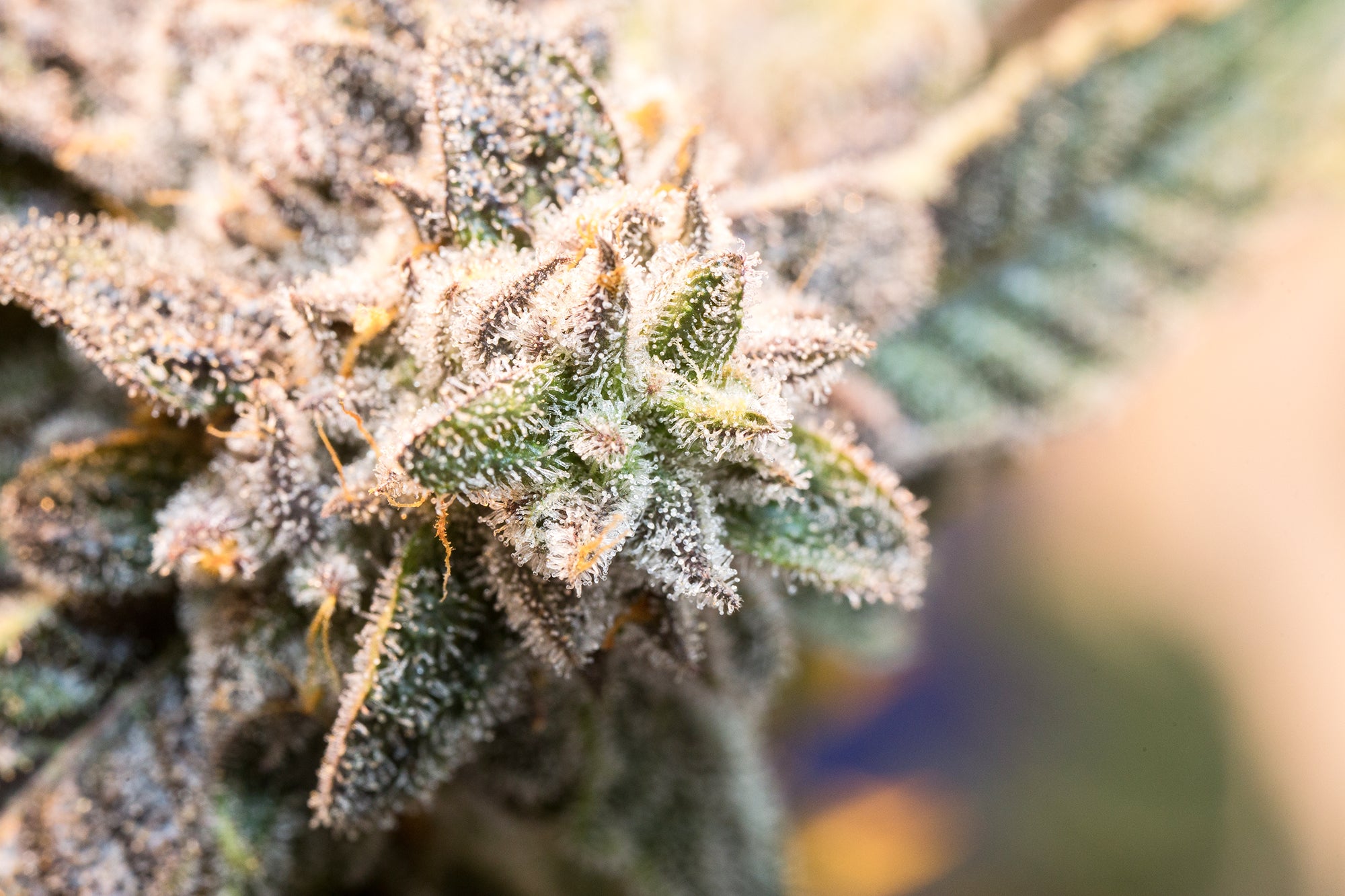 Hypnotic Herb Premium THCA Flower - Compare 1