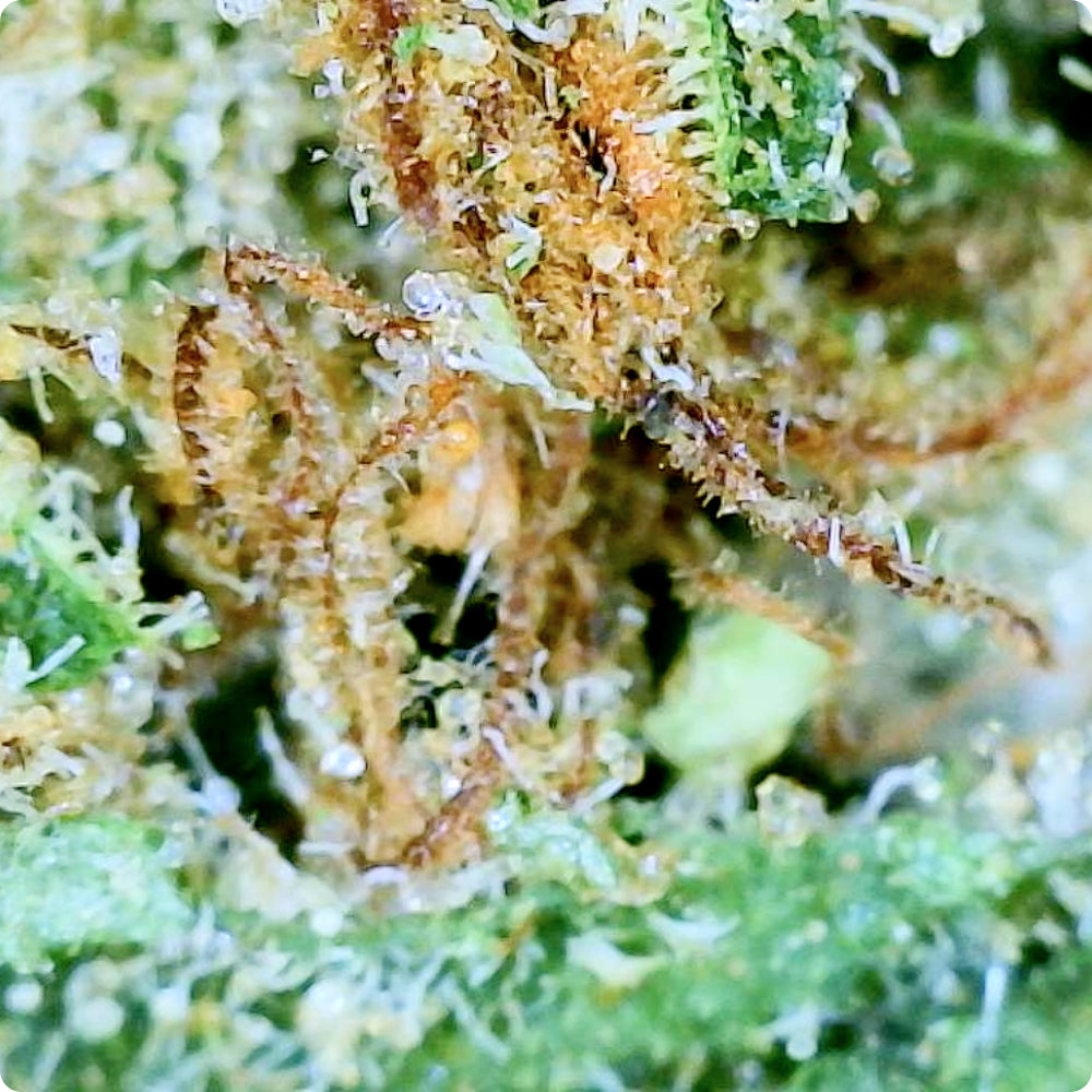 'Dante's Inferno' Reserve THCA Flower - Hybrid | 'Focus'