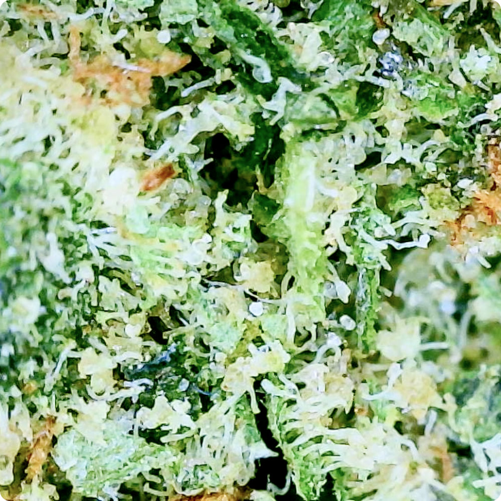 'Donny Burger' Classic THCA Flower - Hybrid | 'Relax'