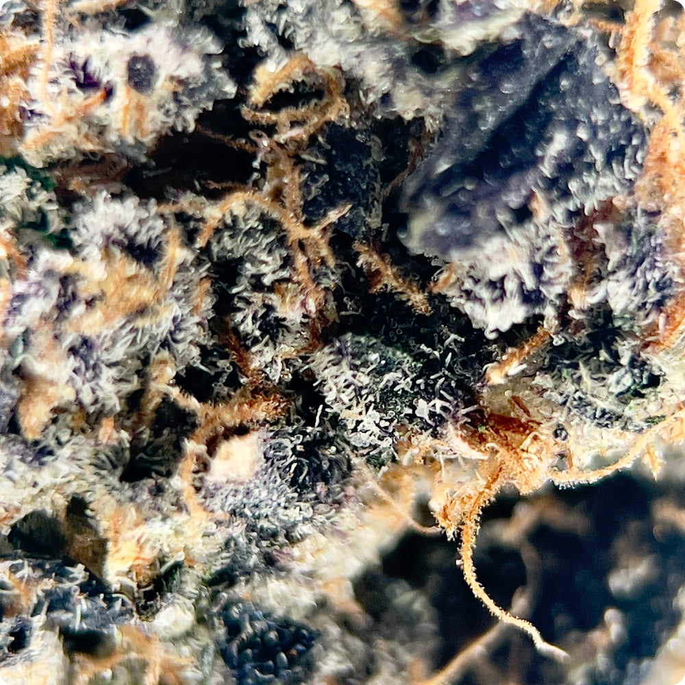 'Forbidden Gushers' Reserve THCA Flower - Hybrid | 'Relax'