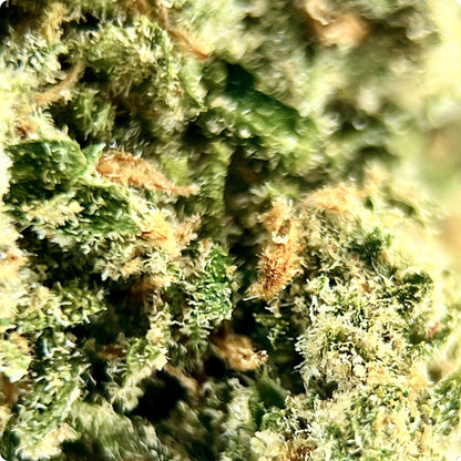 'Green Crack' Reserve THCA Flower - Sativa | 'Energize'