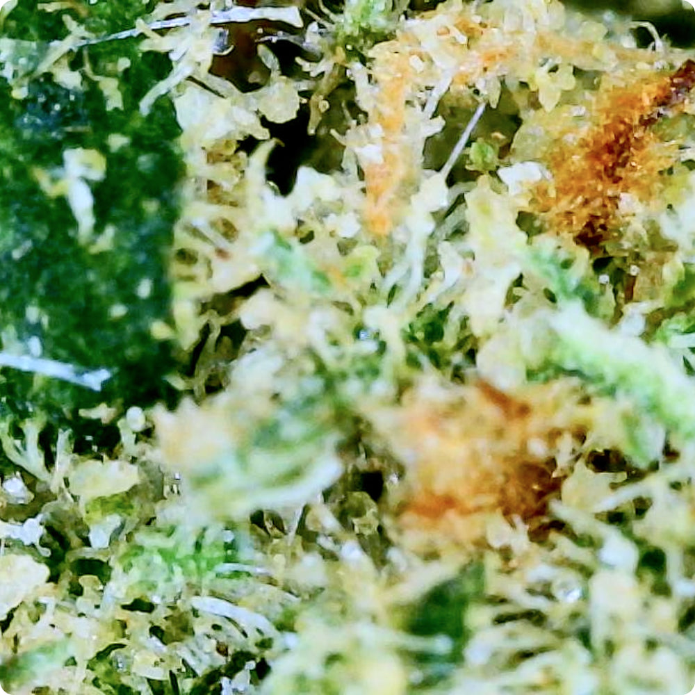 'Green Crack' Reserve THCA Flower - Sativa | 'Energize'