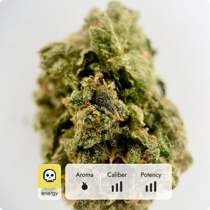 'Jack Herer' Reserve THCA Flower - Hybrid | 'Energize'