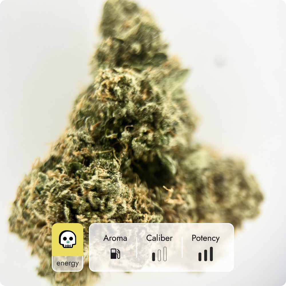 'Lemon Tree' Classic THCA Flower - Hybrid | 'Energize'