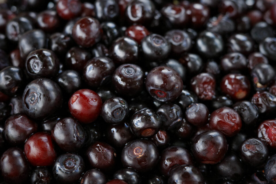 Wyld Elderberry Gummies, 10mg - 'Sleep'