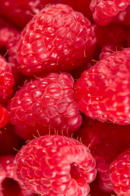 Wyld Raspberry Gummies, 10mg - 'Active'