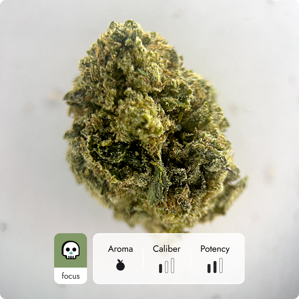 'OG Kush' Classic THCA Flower - Hybrid | 'Focus'